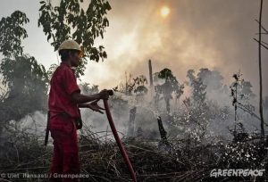 Destruction par le feu de forêt tropicale pour planter des palmiers huile (image Greenpeace)